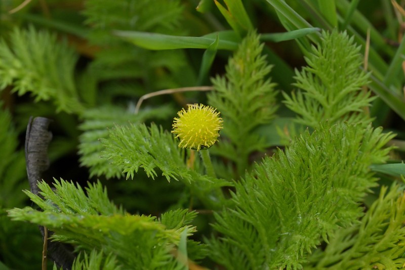 Leptinella plumosa