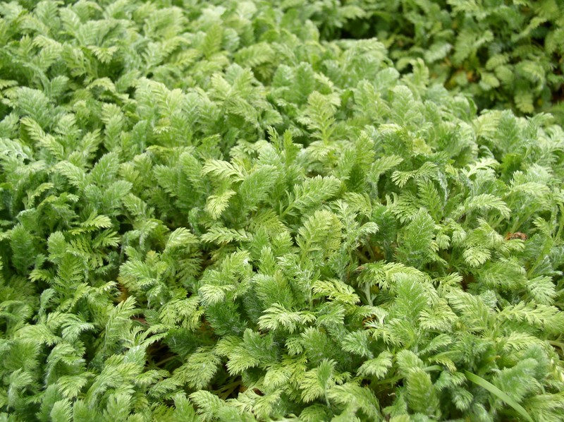 Leptinella plumosa photo 3