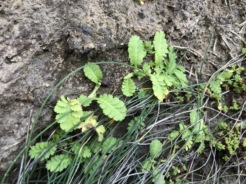 Leptinella potentillina