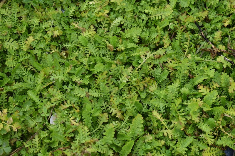 Leptinella potentillina photo 2