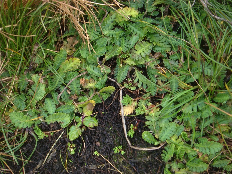 Leptinella potentillina photo 3