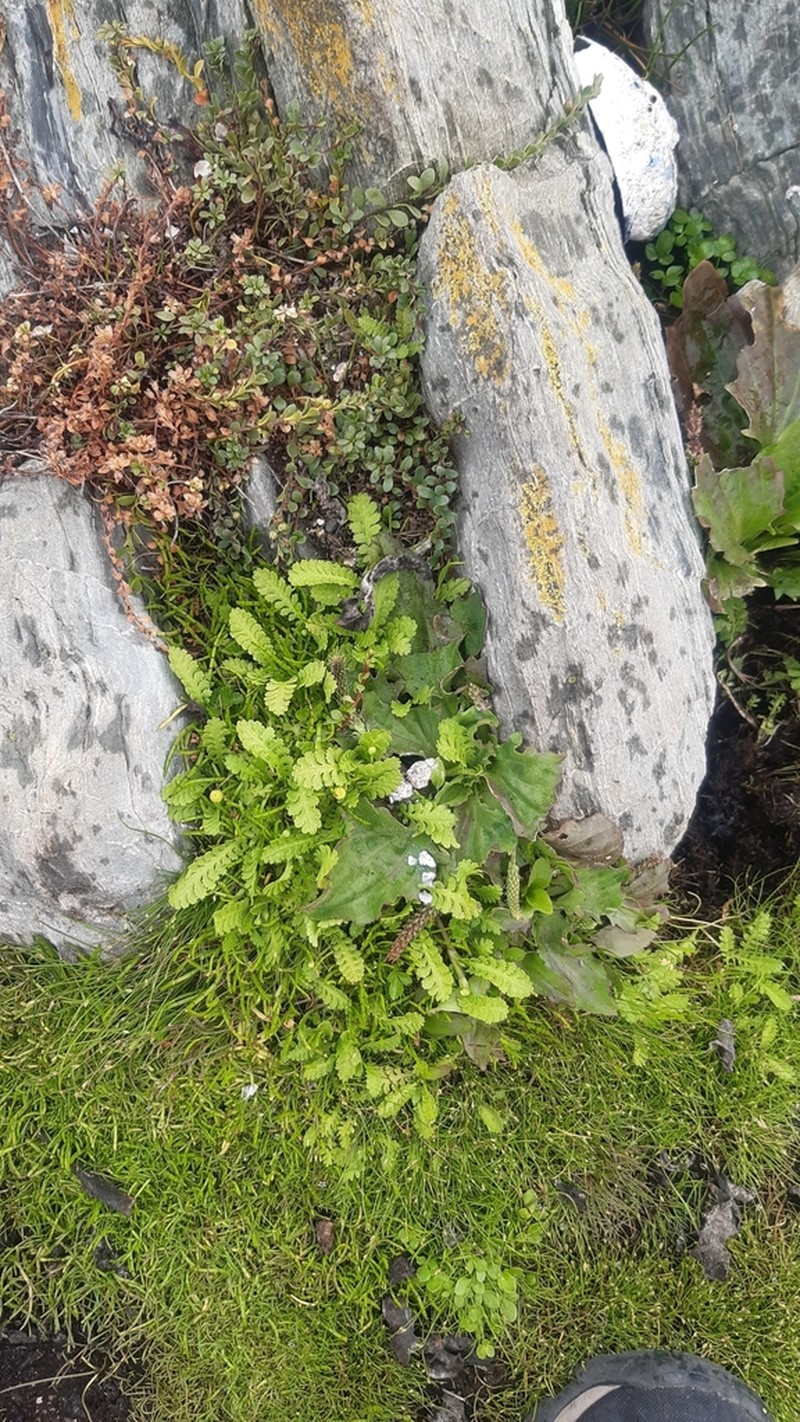Leptinella potentillina photo 4