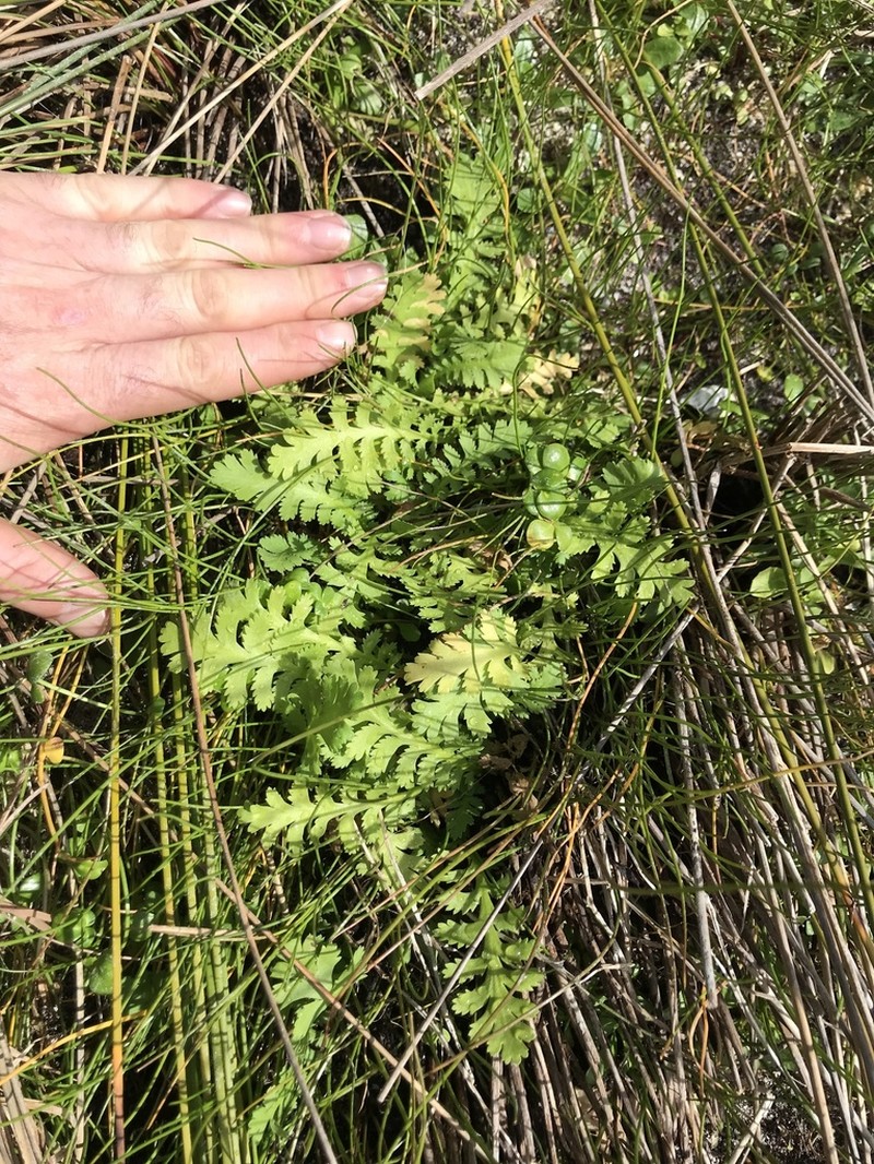Leptinella potentillina photo 5