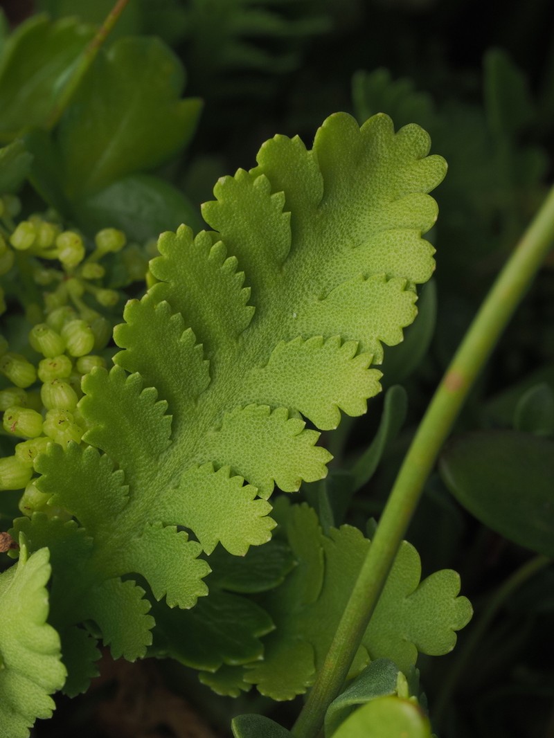 Leptinella potentillina photo 6