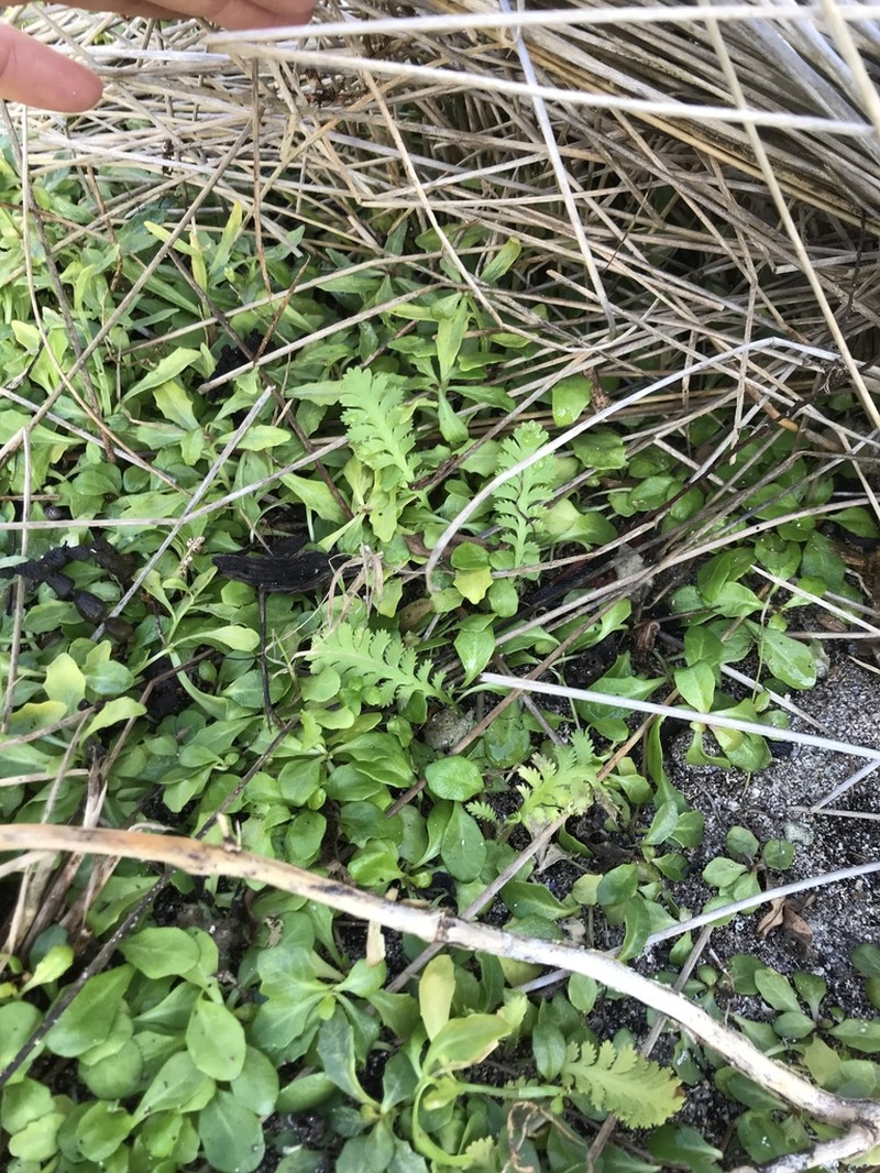 Leptinella potentillina photo 7