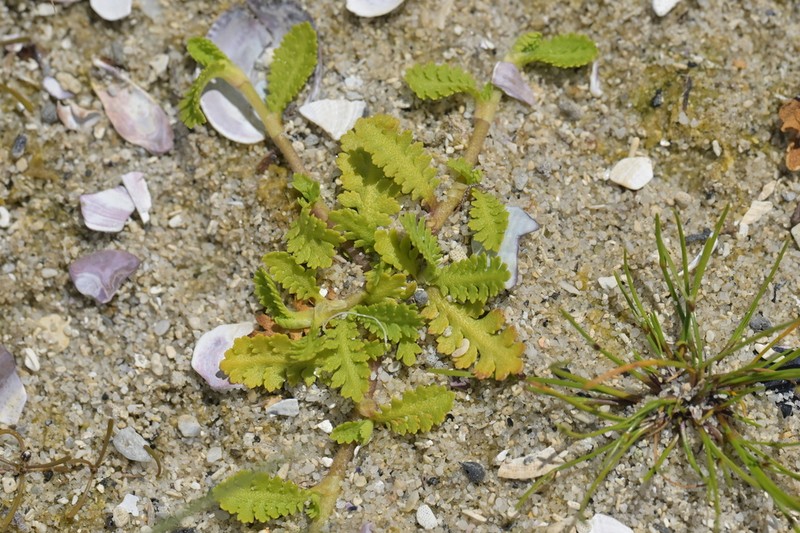 Leptinella potentillina photo 8