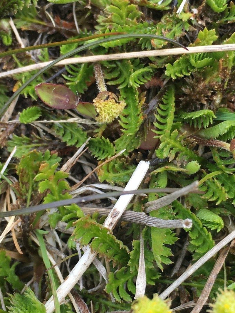 Leptinella pusilla