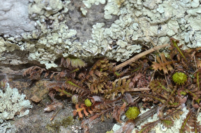 Leptinella pusilla photo 2
