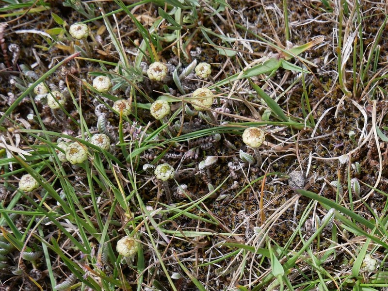 Leptinella pusilla photo 3