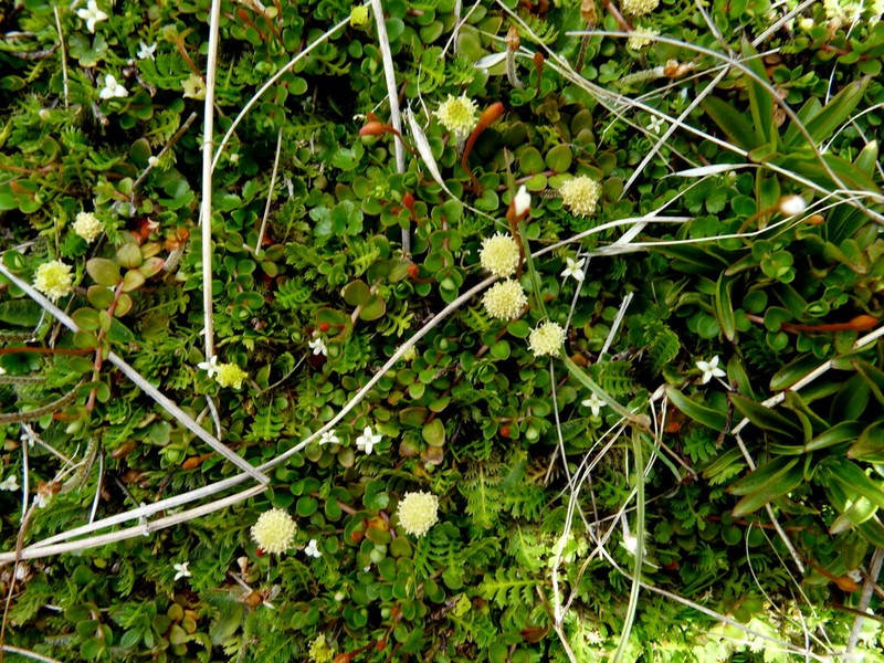 Leptinella pusilla photo 4