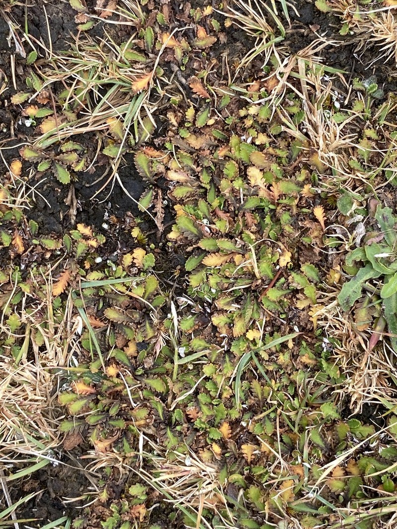 Leptinella pusilla photo 5