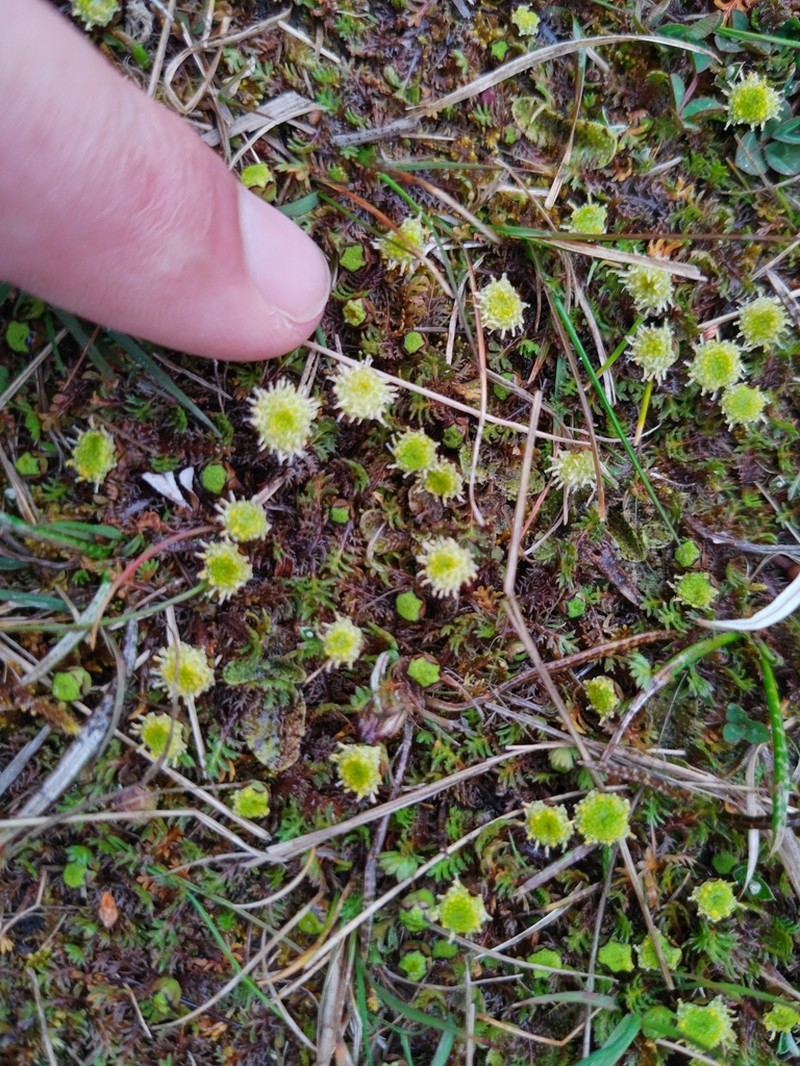 Leptinella pusilla photo 7