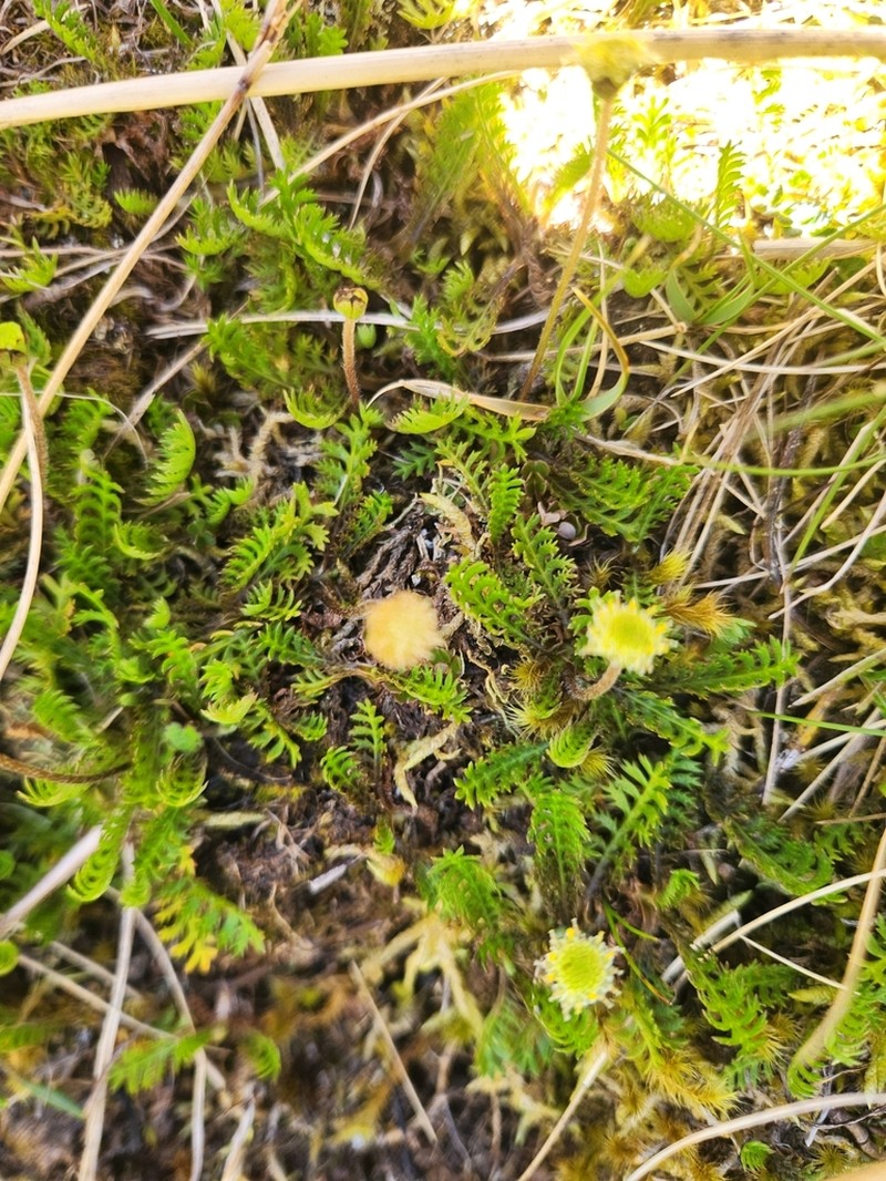 Leptinella pusilla photo 8