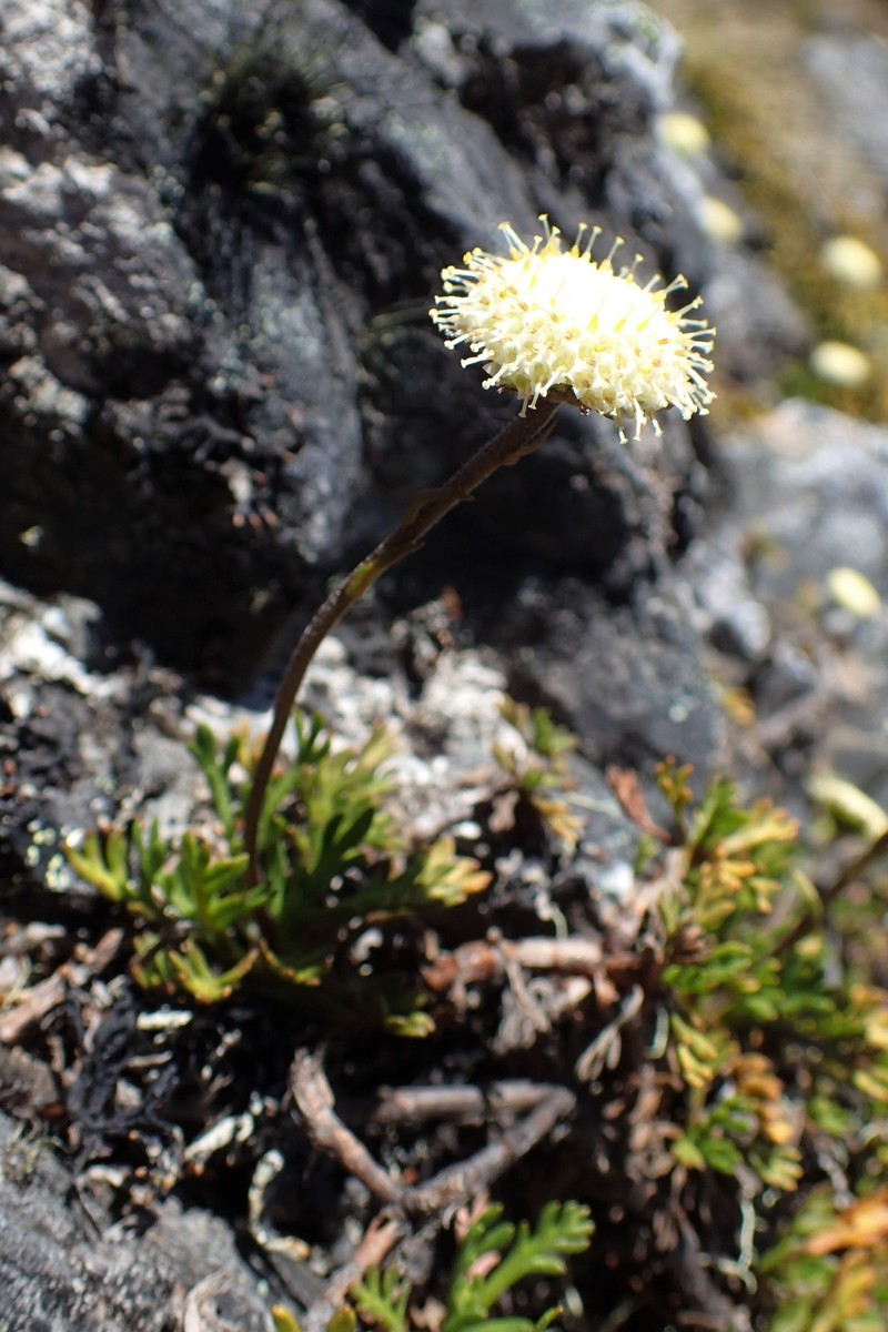 Leptinella pyrethrifolia