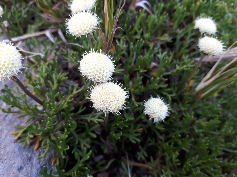 Leptinella pyrethrifolia photo 2