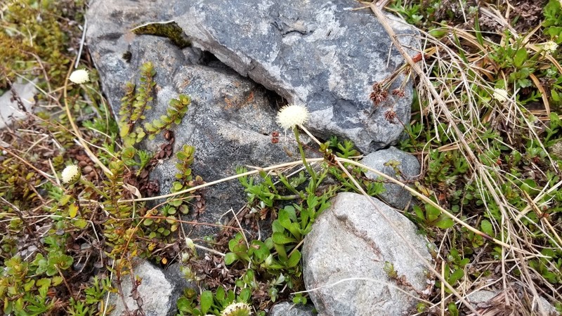Leptinella pyrethrifolia photo 3