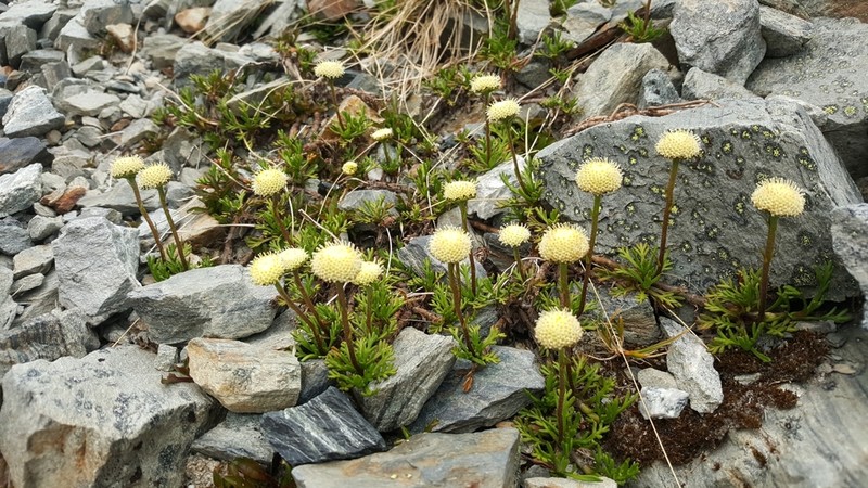 Leptinella pyrethrifolia photo 4