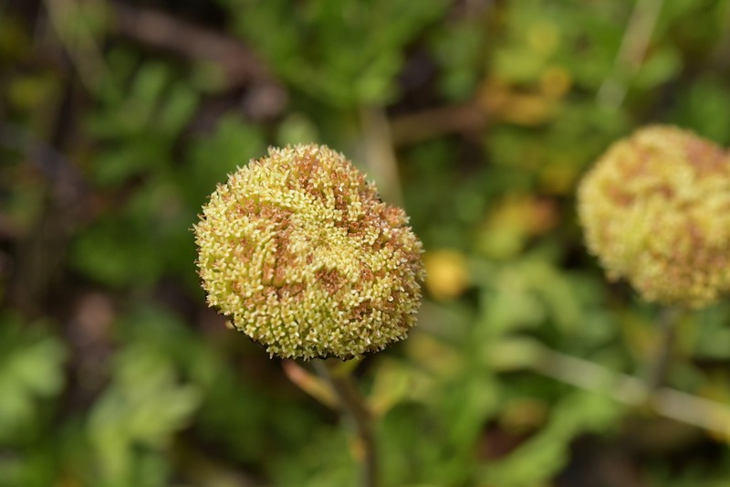 Leptinella pyrethrifolia photo 5