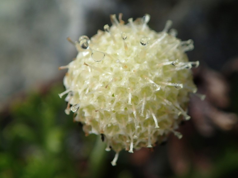 Leptinella pyrethrifolia photo 6
