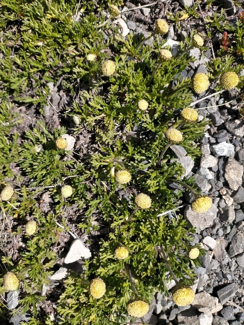 Leptinella pyrethrifolia photo 7