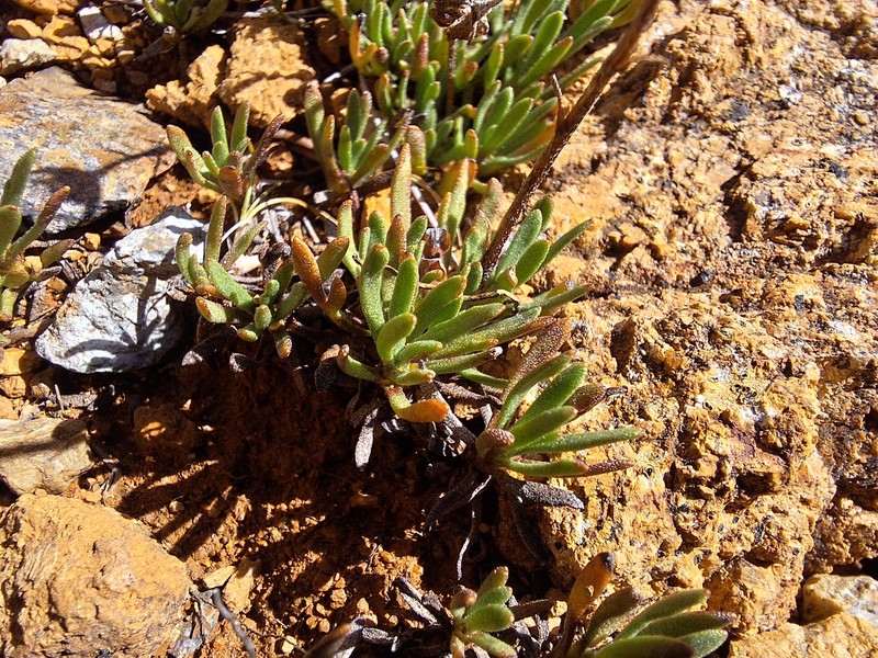Leptinella pyrethrifolia var. linearifolia