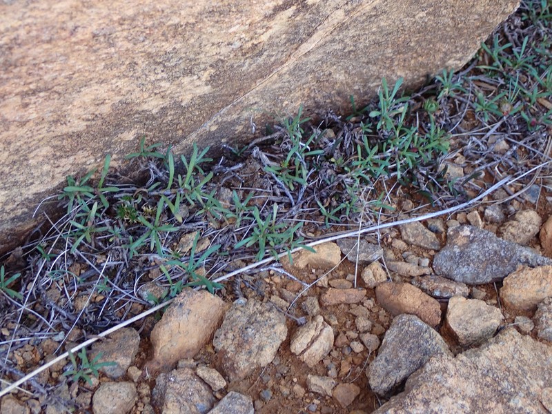 Leptinella pyrethrifolia var. linearifolia photo 2