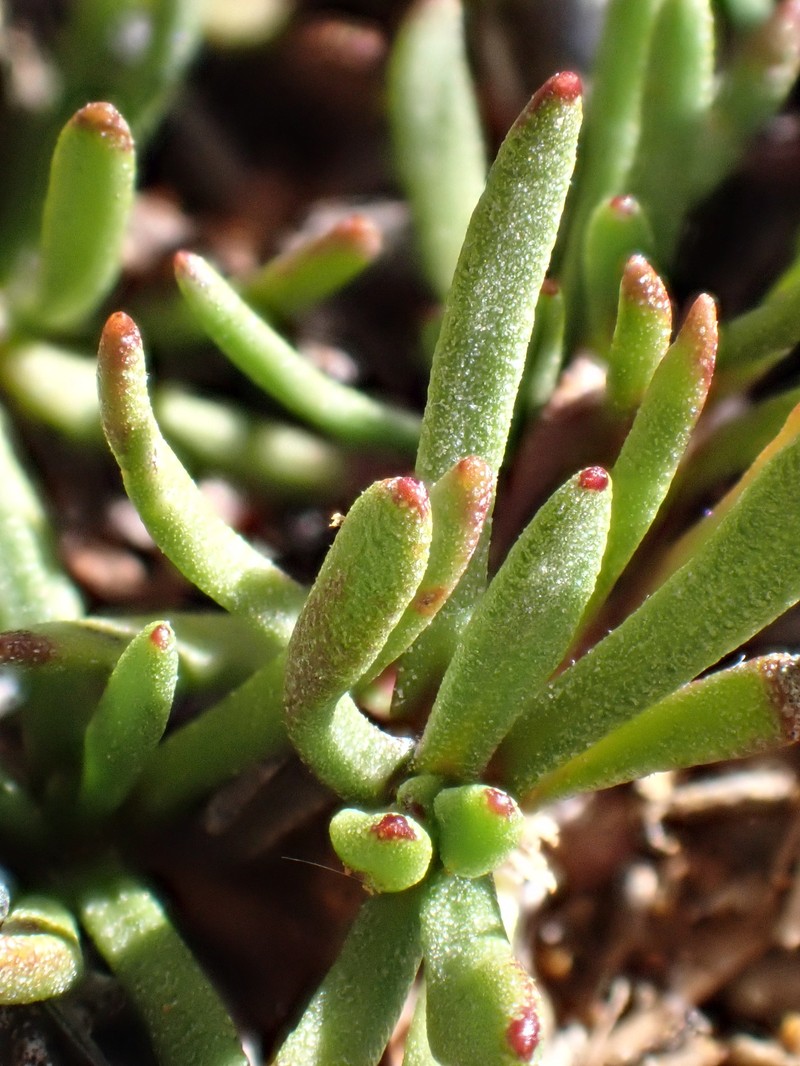 Leptinella pyrethrifolia var. linearifolia photo 3