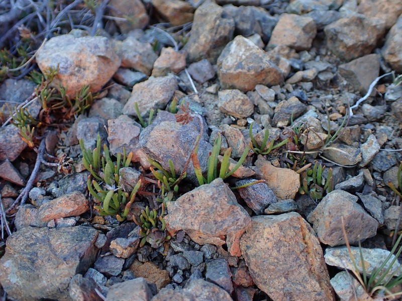Leptinella pyrethrifolia var. linearifolia photo 4