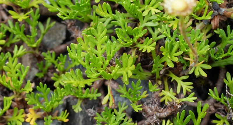Leptinella pyrethrifolia var. pyrethrifolia