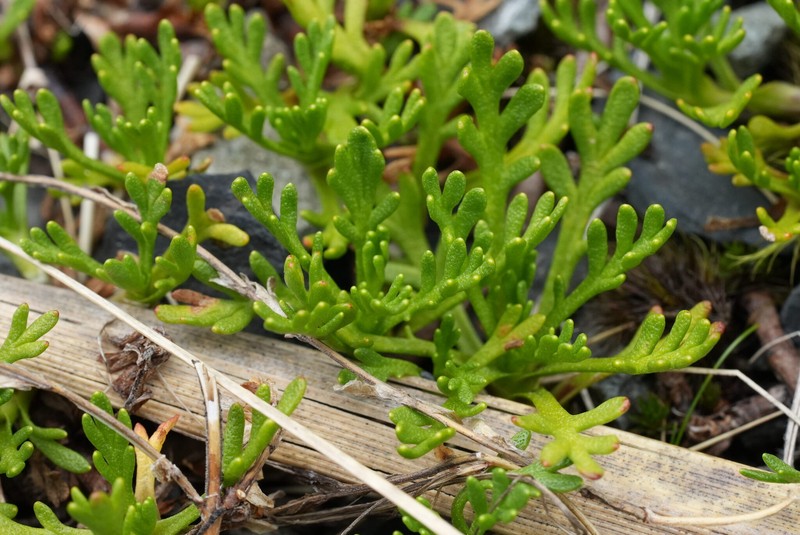 Leptinella pyrethrifolia var. pyrethrifolia photo 2