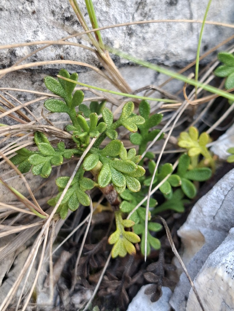 Leptinella pyrethrifolia var. pyrethrifolia photo 3