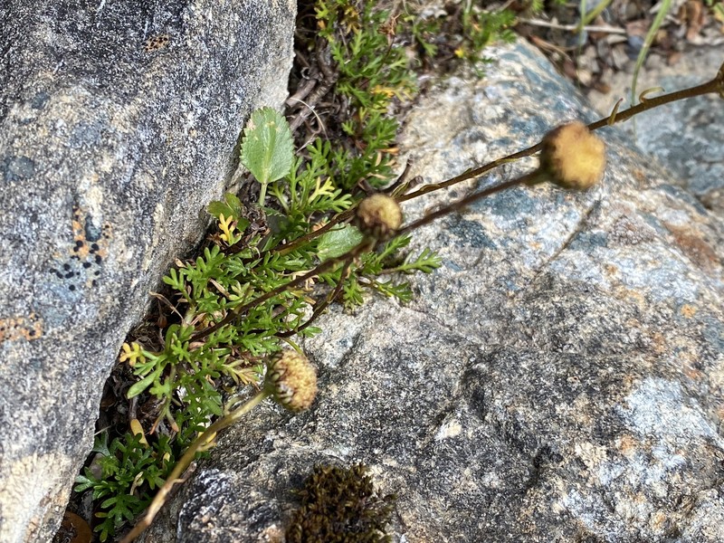 Leptinella pyrethrifolia var. pyrethrifolia photo 4