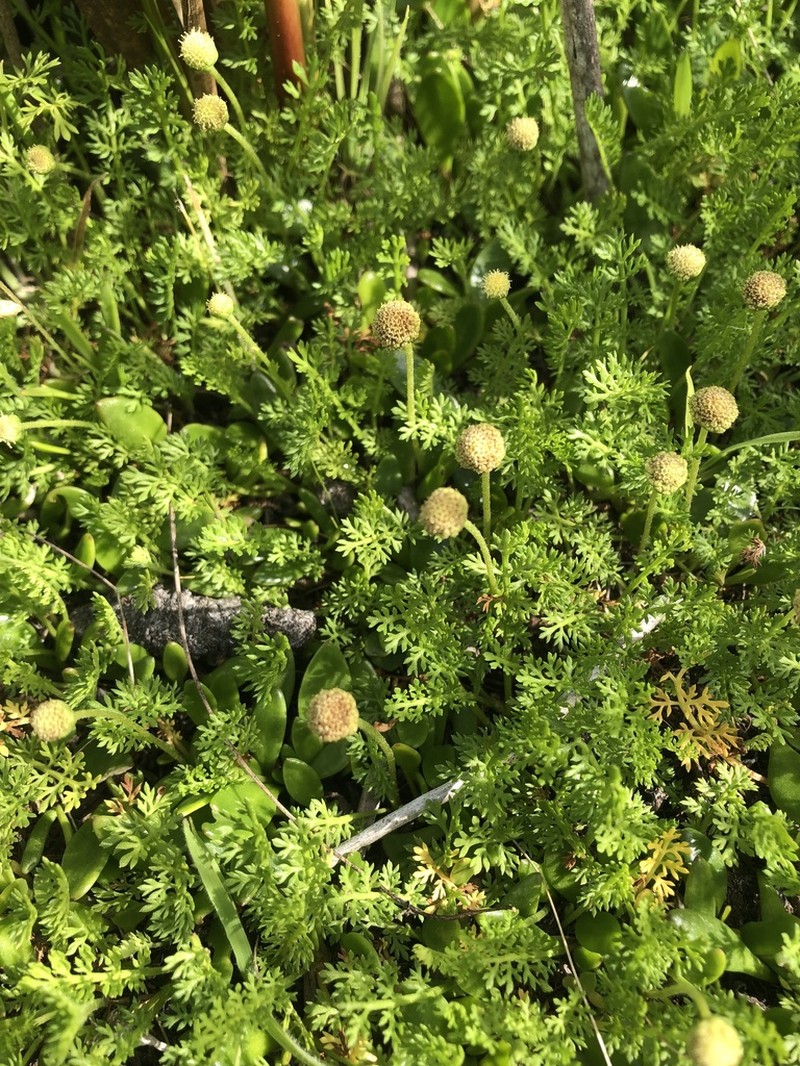 Leptinella reptans