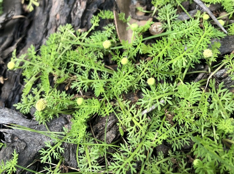 Leptinella reptans photo 2