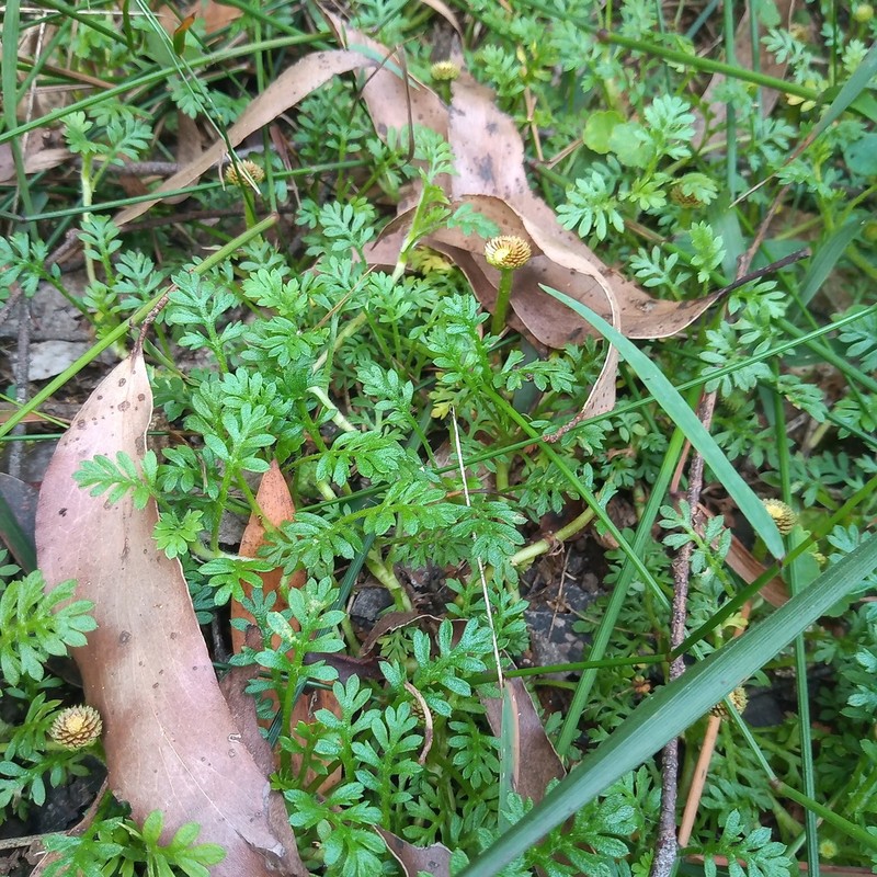 Leptinella reptans photo 3