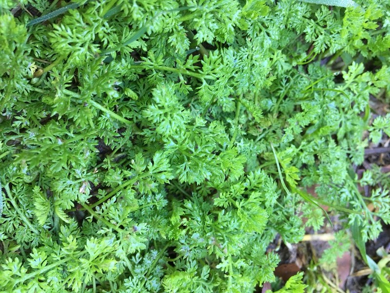 Leptinella reptans photo 4