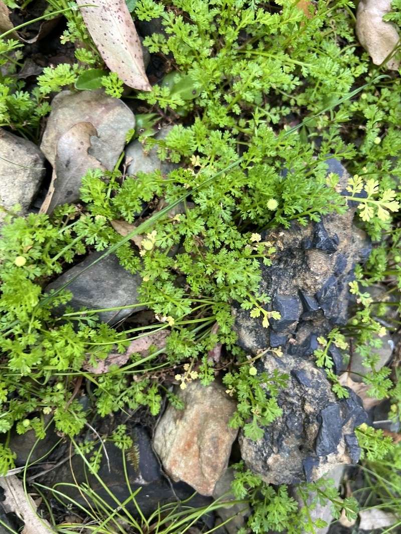 Leptinella reptans photo 6