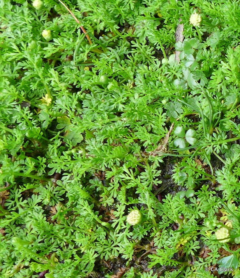 Leptinella reptans photo 7