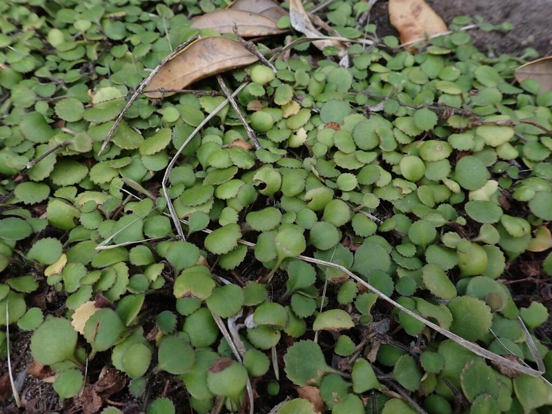 Leptinella rotundata