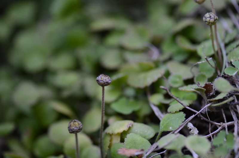 Leptinella rotundata photo 2