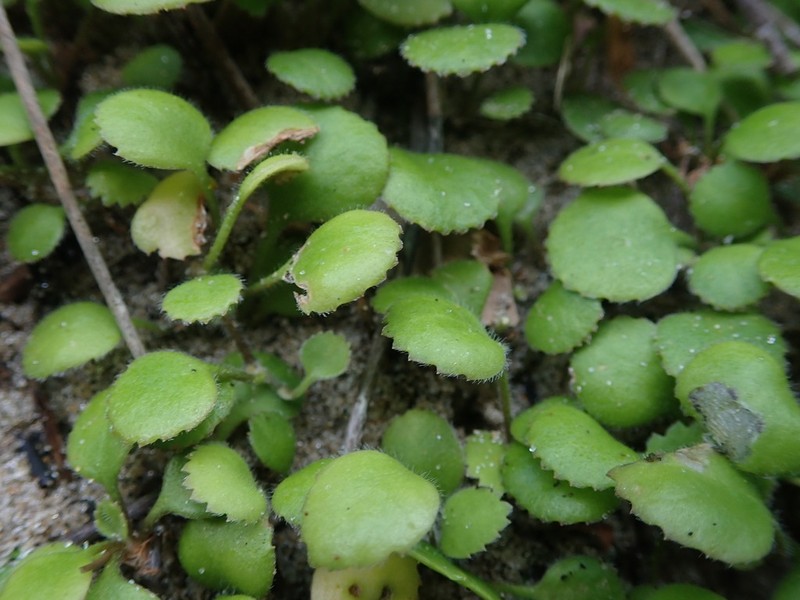 Leptinella rotundata photo 3