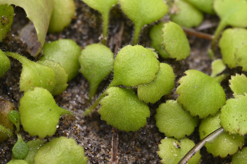 Leptinella rotundata photo 5