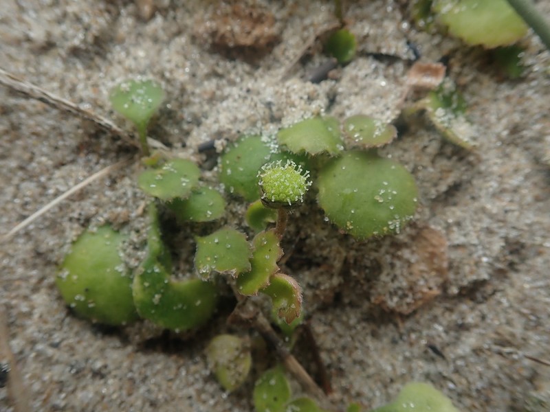 Leptinella rotundata photo 6