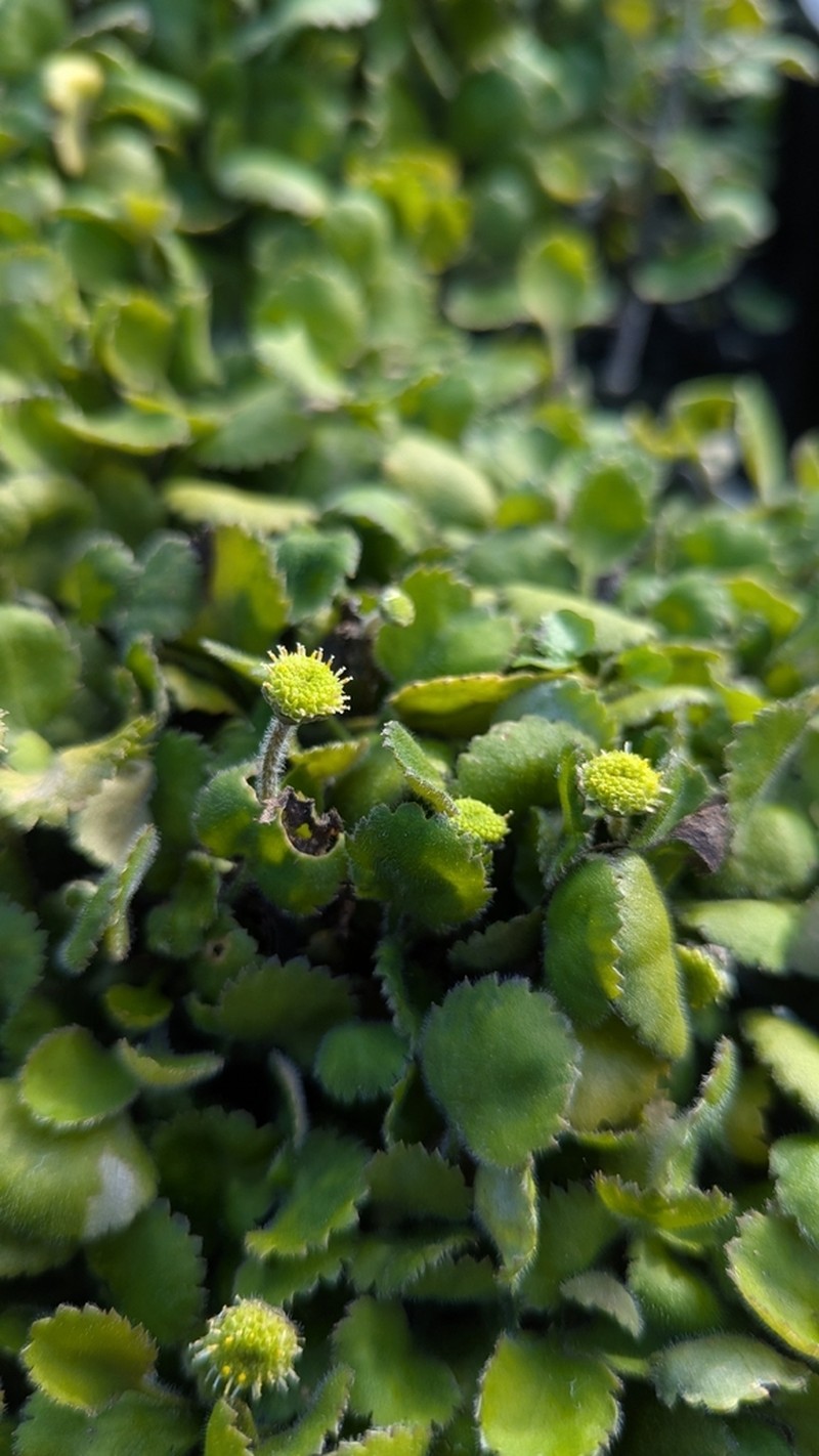 Leptinella rotundata photo 7