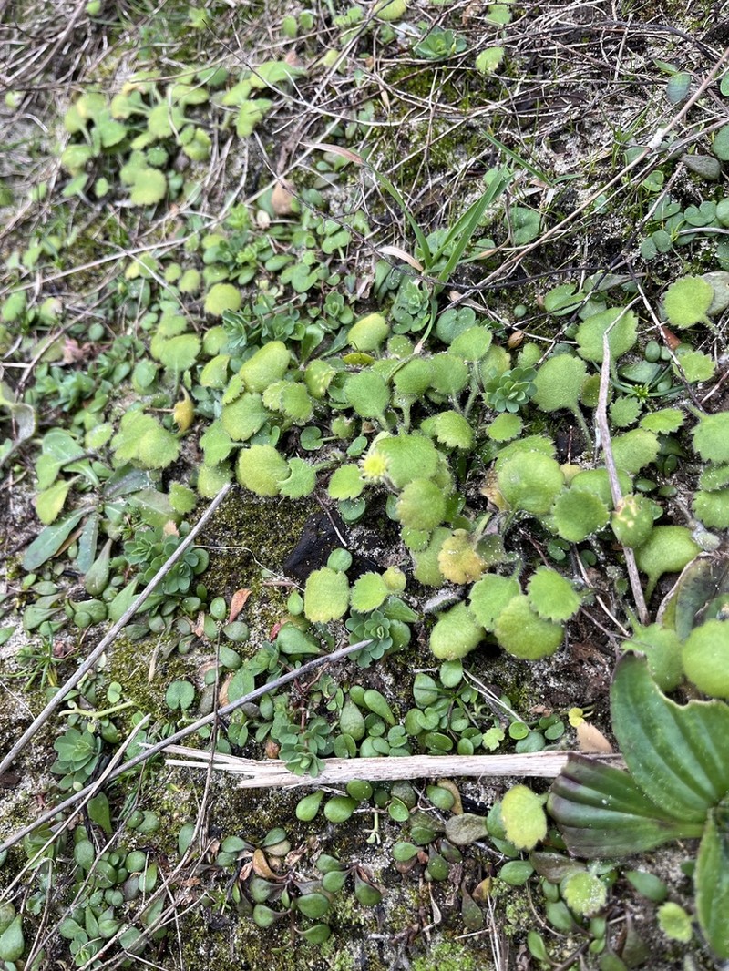 Leptinella rotundata photo 8