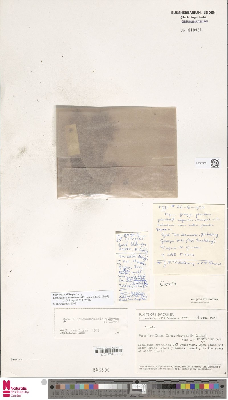 Leptinella sarawaketensis photo 2