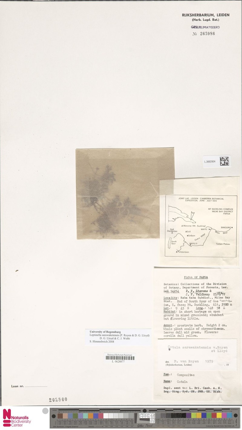 Leptinella sarawaketensis photo 3