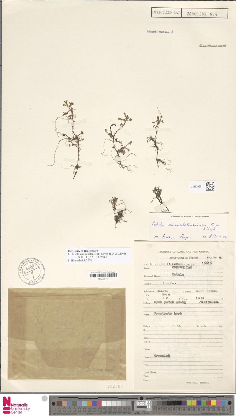 Leptinella sarawaketensis photo 4