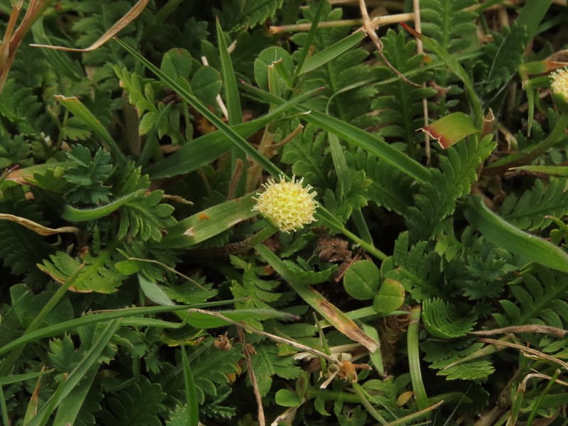 Leptinella scariosa photo 2
