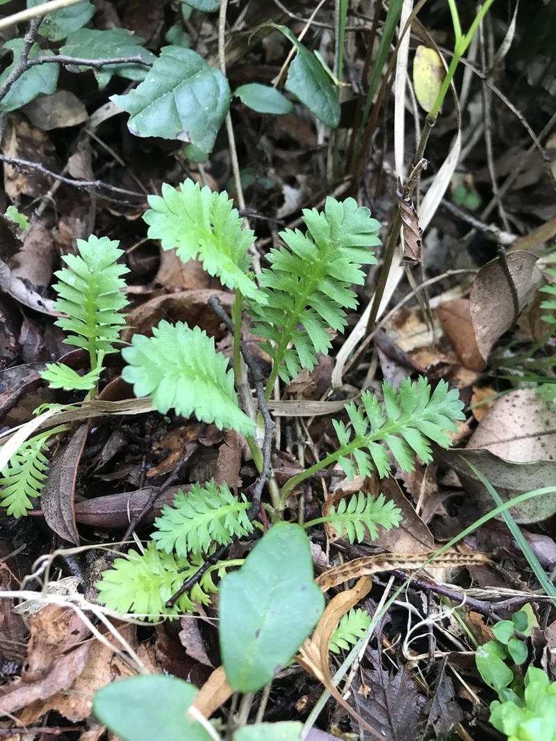 Leptinella scariosa photo 3